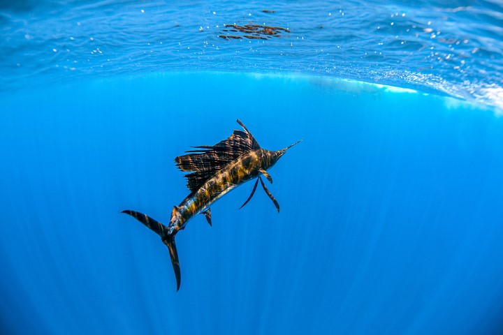 EL PACÍFICO GUATEMALTECO SERÁ SEDE DEL  V TORNEO DE INVITACIÓN DE PESCA DEPORTIVA